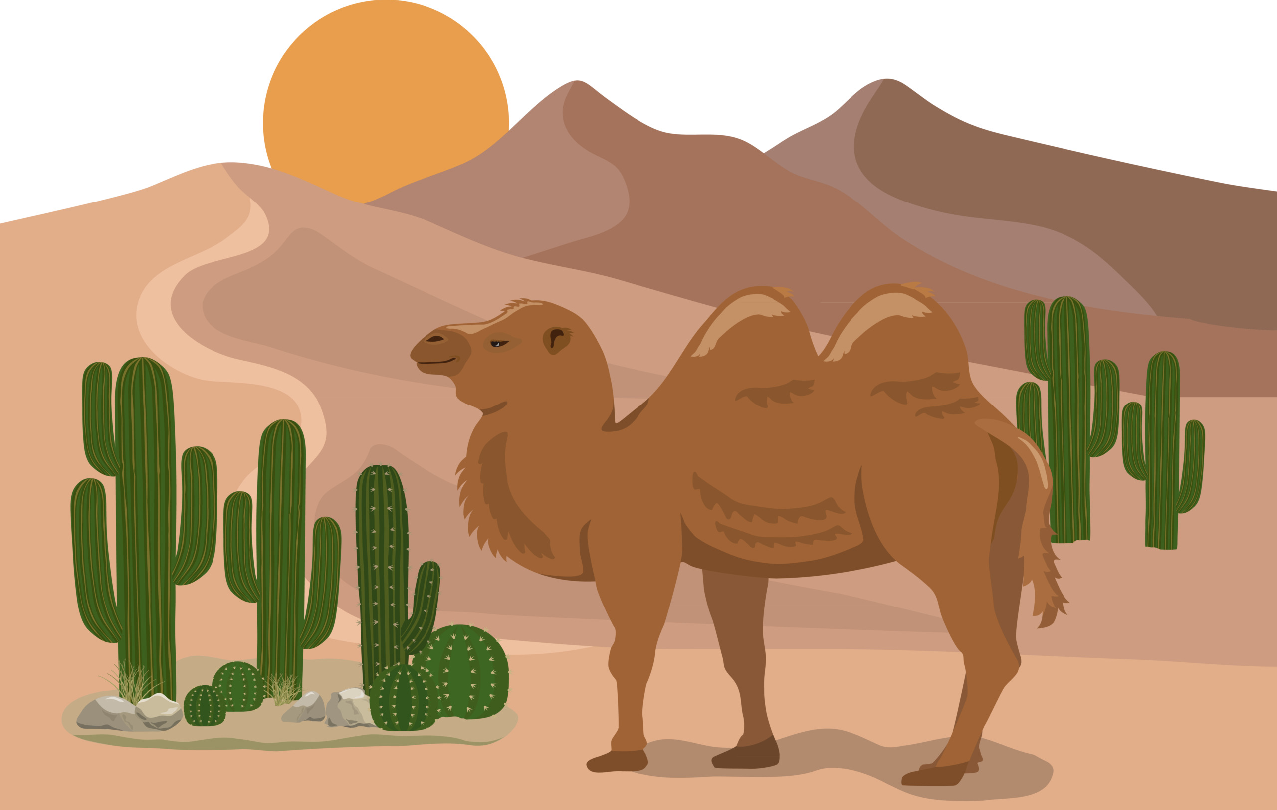 腸内環境診断：カチカチ砂漠タイプ（水分不足）をイメージしたラクダのイラスト